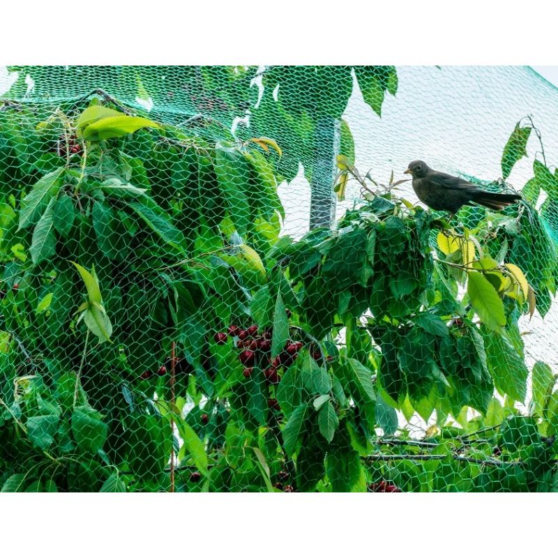 Siets pret putniem garden center 5x4m