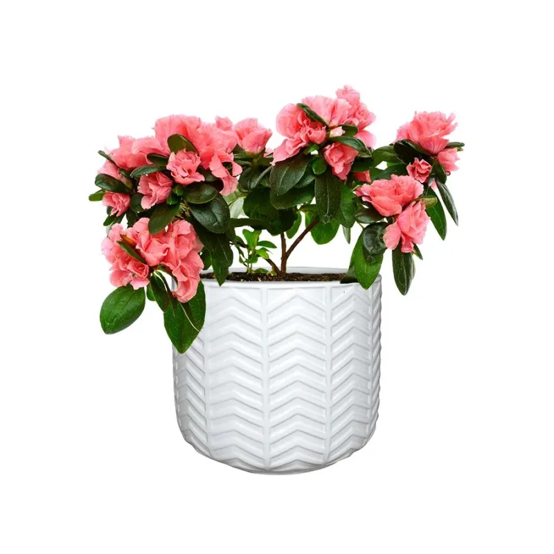 Puķu pods Domoletti IP17-1191_S, keramika, balta krās.