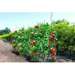 Опора для растения Garden Center 140183, 0.7 см x 0.7 см, 170 см, пластик-металл, зеленый цв.