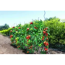 Auga atbalsts Garden Center 140183, 0.7 cm x 0.7 cm, 170 cm, plastmasa-metāls, zaļa krās.