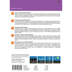 Sēklas zie milzu lācenīte rose queen 1g