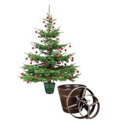 Pods puķu eglītei+2 gredzeni d29.5 brūns