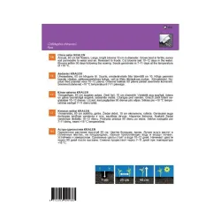 Sėklos Garden Center ratilis Kralen, 0.5 g