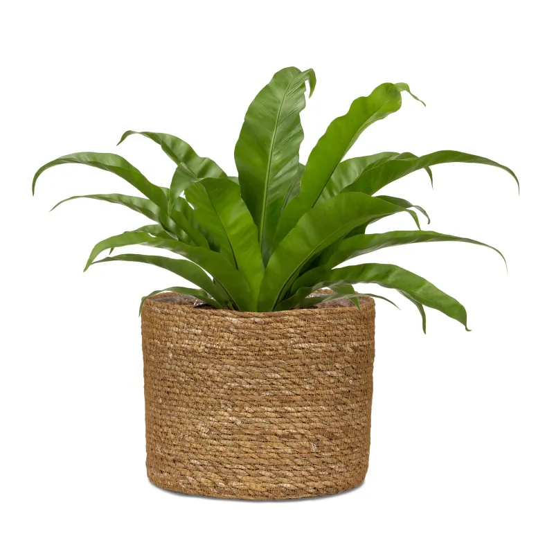 Puķu pods Scheurich 67498, jūras zāle, gaiši brūna