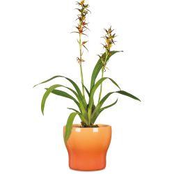 Puķpods keramikas 824-18 sunrise d18