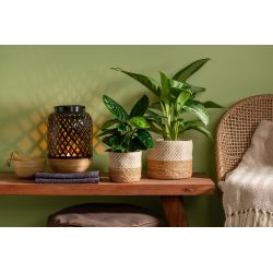 Puķpods jūraszāļu 510-19 nut mix d19