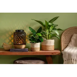 Gėlių vazonas Scheurich 69470, jūros žolė, ruda sp.