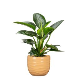 Puķpods keramika 969-24 yellow beach d24