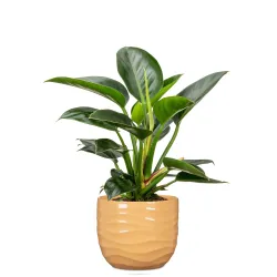 Lillepott Scheurich 69637, keraamiline, kollane