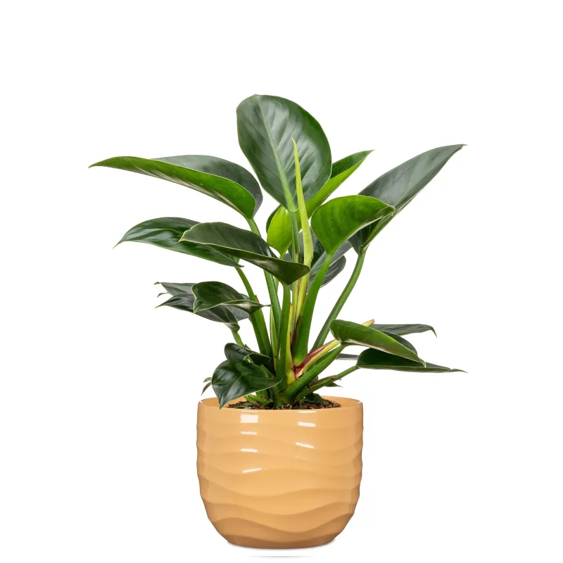 Puķu pods Scheurich 69637, keramika, dzeltena