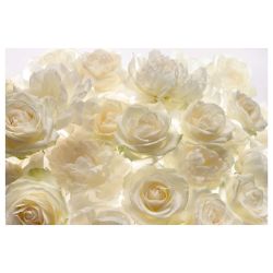 Fototapete xxl4-007 baltas rozes