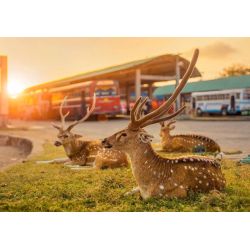 Puzle sri lank trincomalee 1000gab