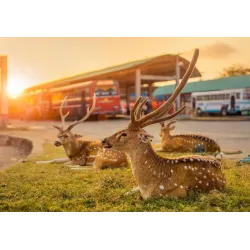 Puzle Brain Games Sri Lanka Trincomalee 19911, 48.2 cm x 68.2 cm, 1000 gab., daudzkrāsaina