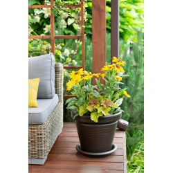 Pods puķu agawa 745 dłuto 550-83