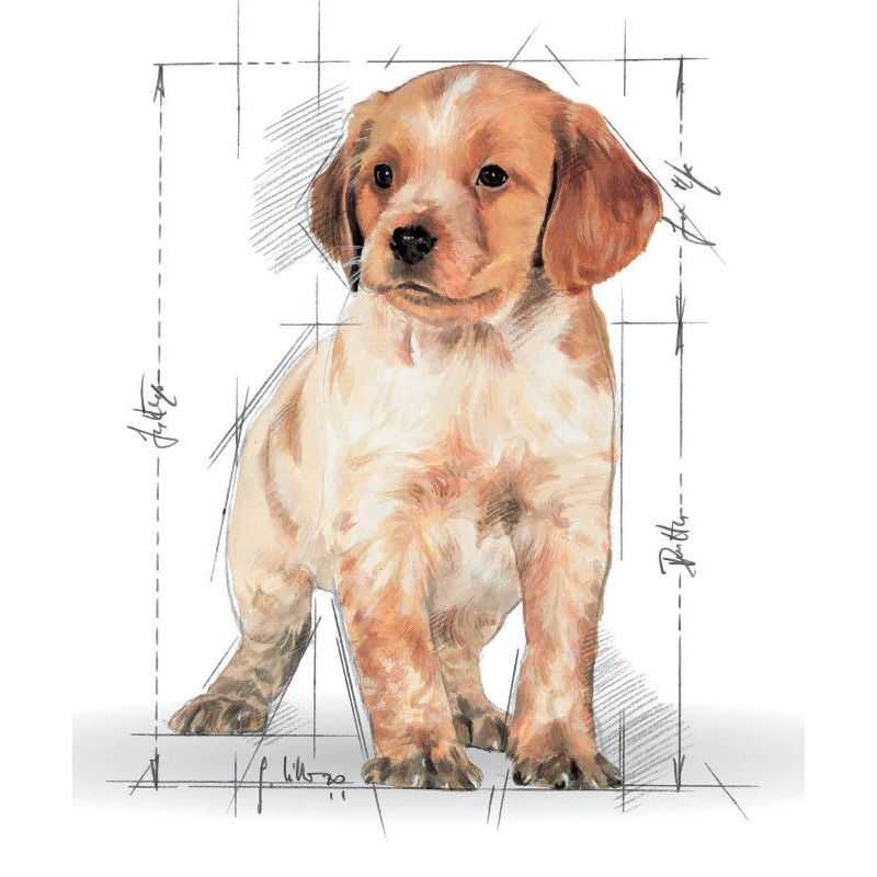 Barība kucēniem royalcanin medium 1kg