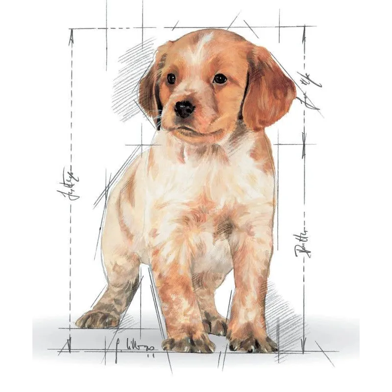 Sausā suņu barība Royal Canin Puppy Medium, vistas gaļa-cūkgaļa, 1 kg