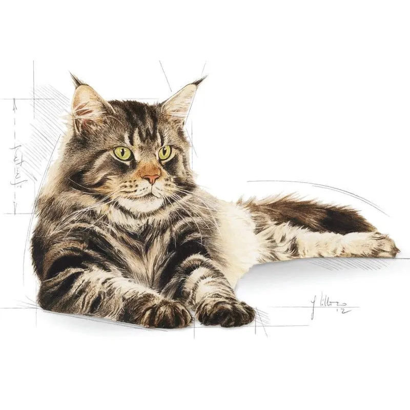 Sausā kaķu barība Royal Canin Adult Maine Coon, vistas gaļa, 2 kg