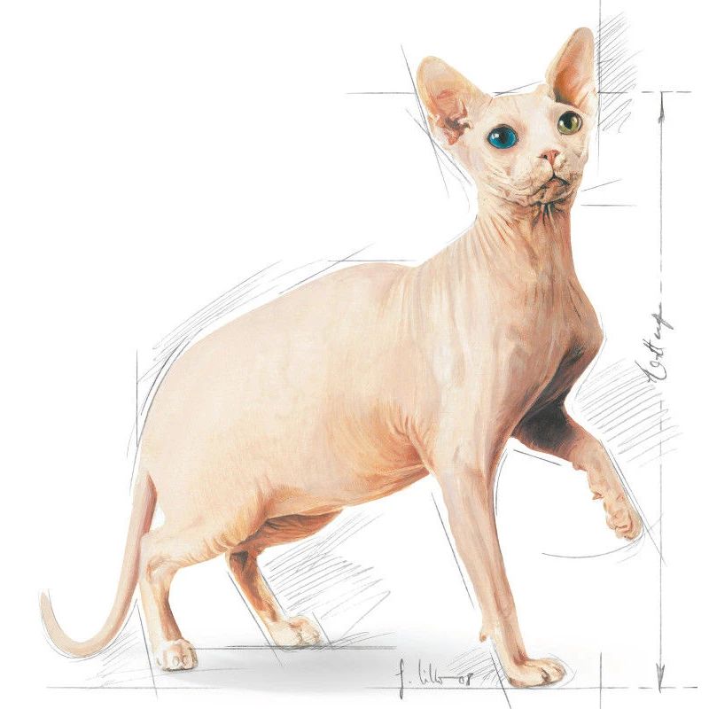 Barība fbn sphynx 2kg
