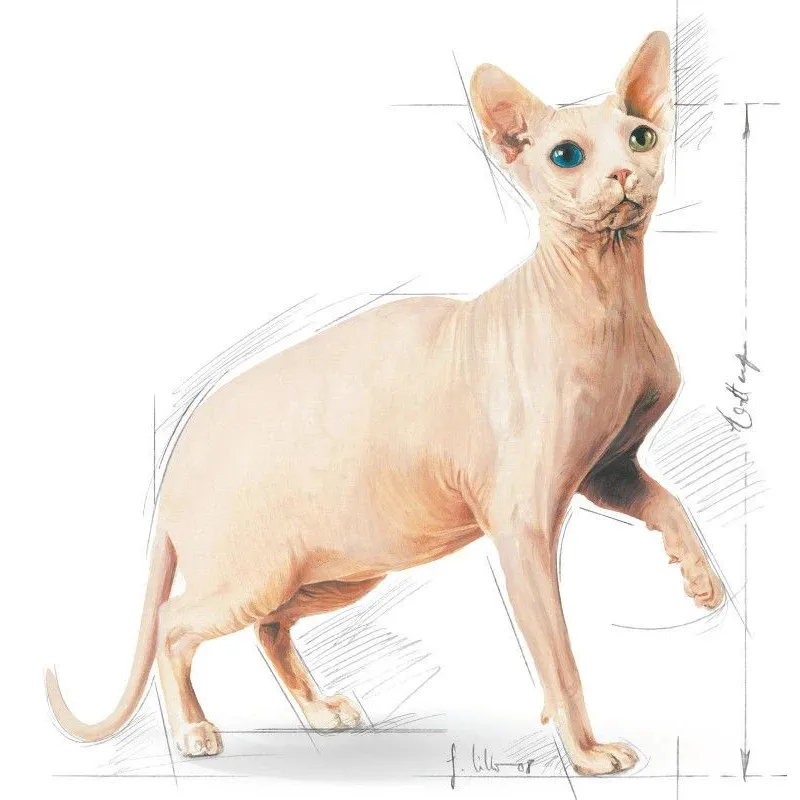 Sausā kaķu barība Royal Canin Adult Sphynx, vistas gaļa-cūkgaļa, 2 kg