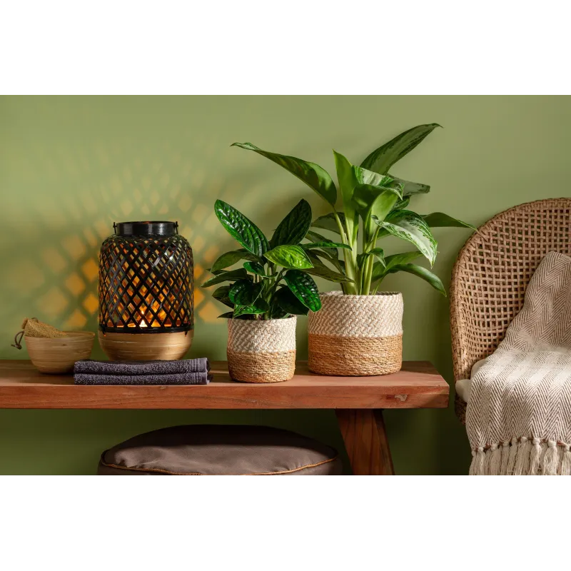 Gėlių vazonas Scheurich 69468, jūros žolė, ruda sp.