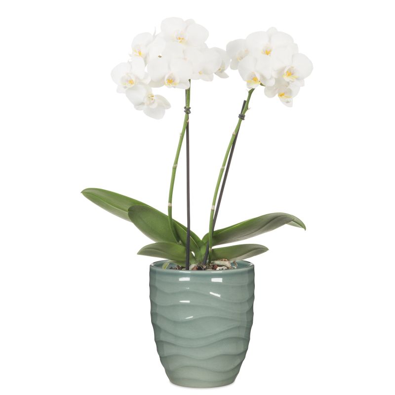 Puķpods keramikas 689-15 sage green d15