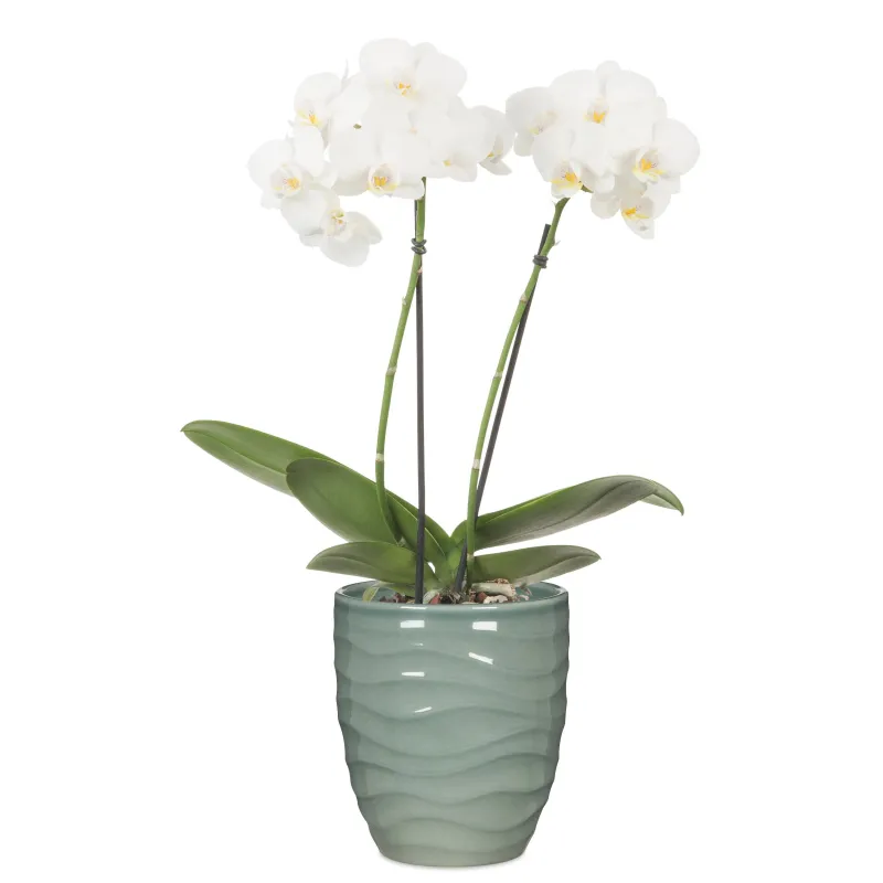 Puķu pods Scheurich 69673, keramika, zaļa