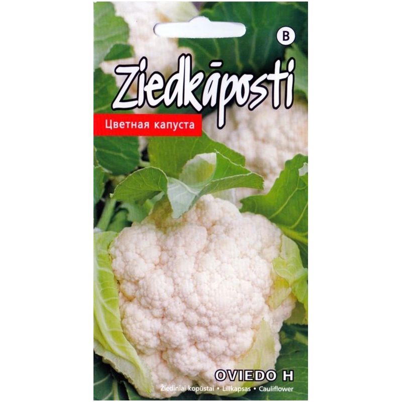 Sēklas kāposti ziedu oviedo