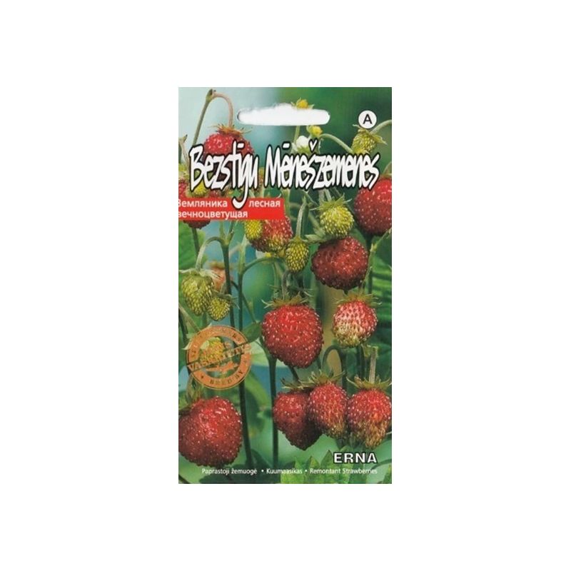 Sēklas zemenes erna