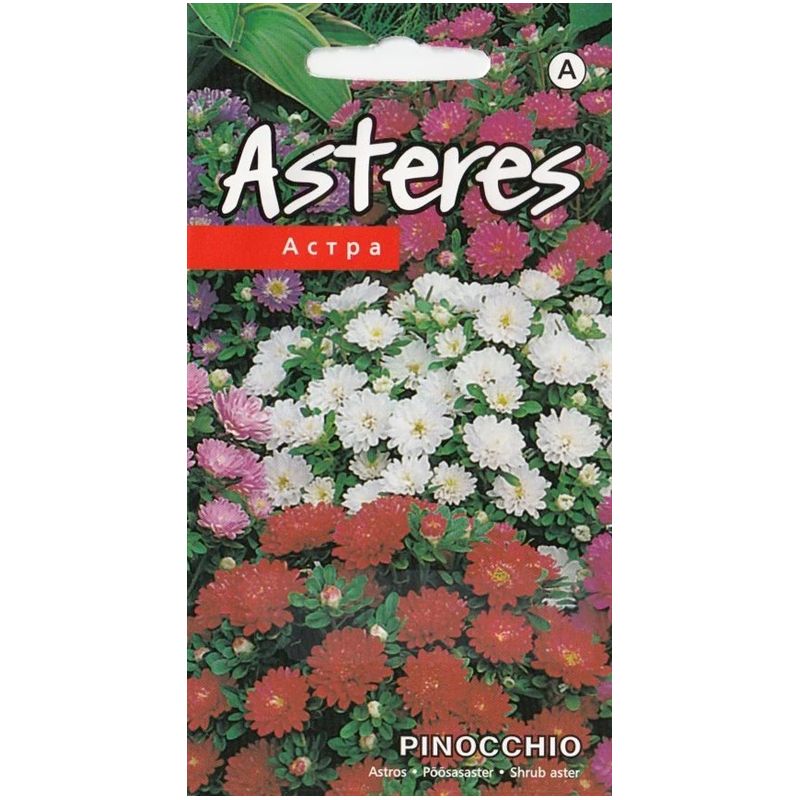 Sēklas astres pinocchio jauktas