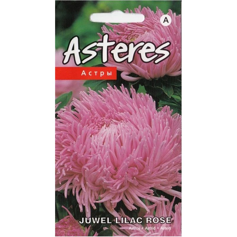 Sēklas astres juwel lilac rose