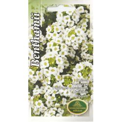 Sēklas alises benthamii baltas