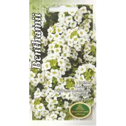 Sēklas alises benthamii baltas