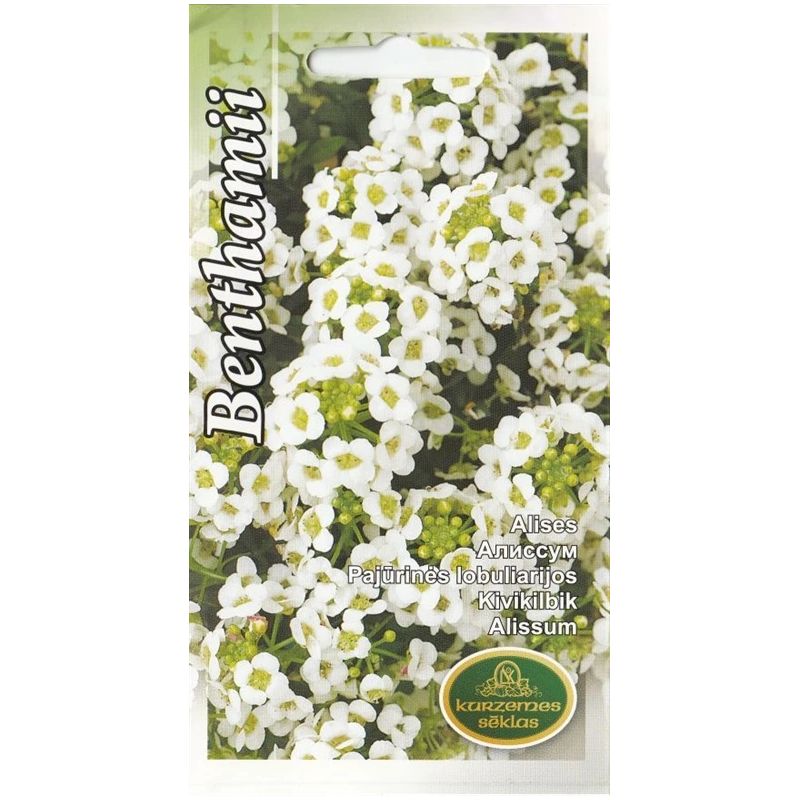 Sēklas alises benthamii baltas