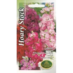 Sēklas Kurzemes sēklas lefkojas Hoary Stock, 4 g