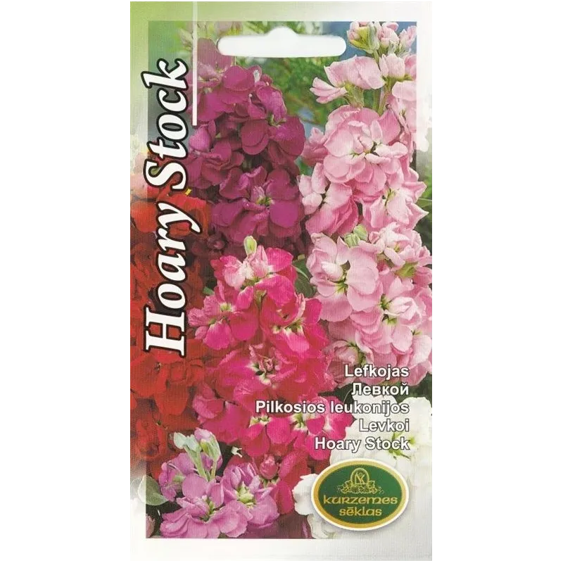 Sēklas Kurzemes sēklas lefkojas Hoary Stock, 4 g