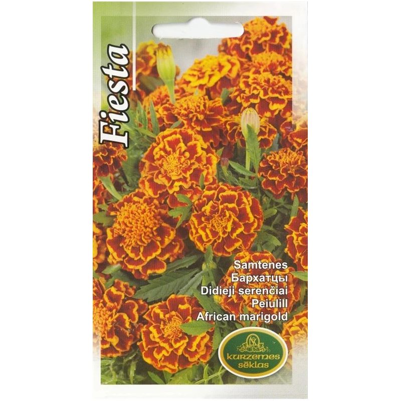 Sēklas samtenes fiesta