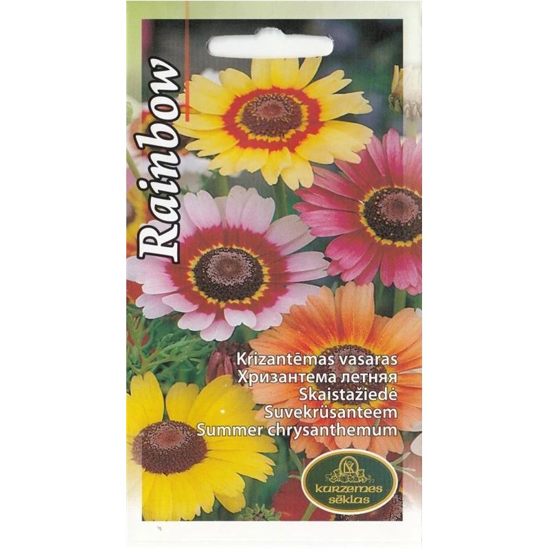 Sēklas krizantēmas rainbow