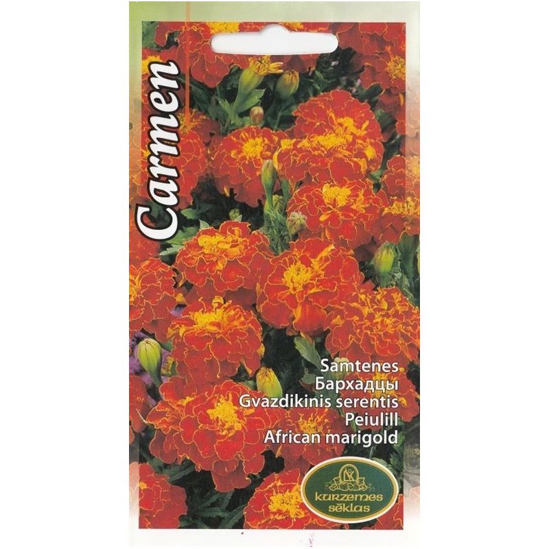 Sēklas samtenes carmen