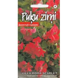 Sēklas puķu zirņi villa roma scarlet