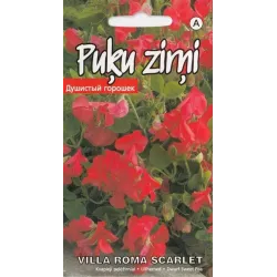 Sēklas puķu zirņi villa roma scarlet