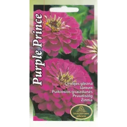 Sēklas cinnijas purple prince