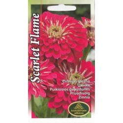 Sēklas cinnijas scarlet flame