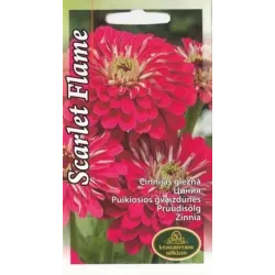 Sēklas cīnijas Scarlet Flame, 4 g