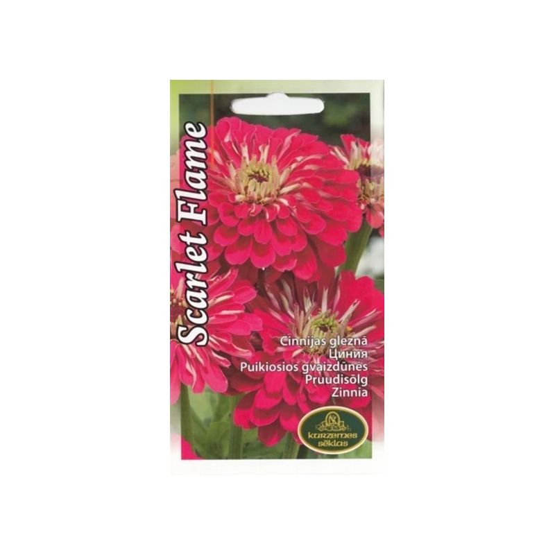 Sēklas cinnijas scarlet flame