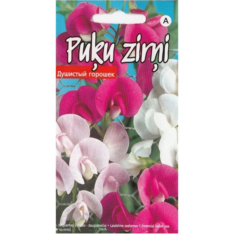 Sēklas puķu zirņi daudzgadīgi