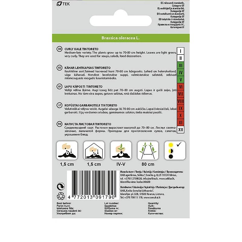 Sēklas lapu kāposti tintoreto