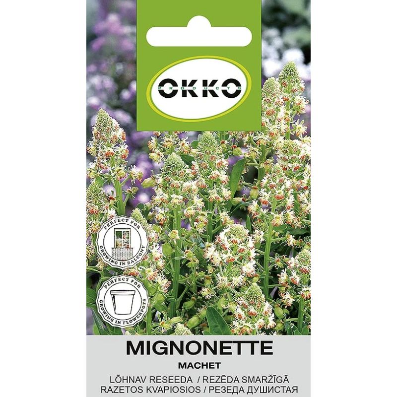 Sēklas smaržīgā rezēda machet