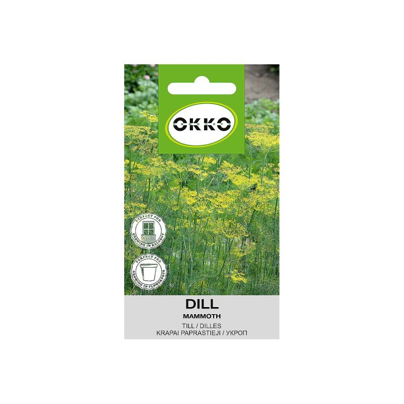 Sēklas dilles mammouth