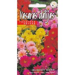 Sēklas dālijas bloody mary