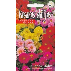 Sēklas Kurzemes sēklas dālijas Bloody Mary, 3 g